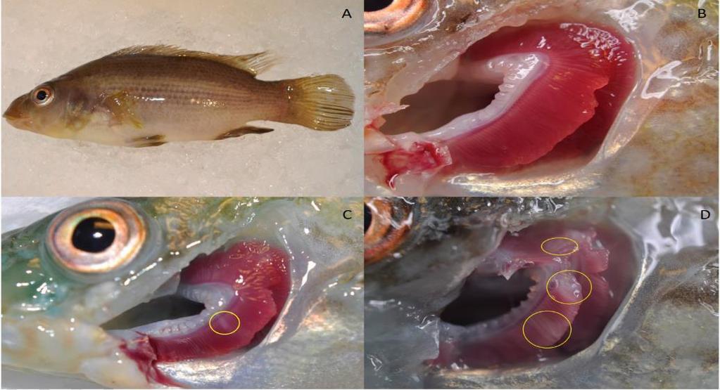 Infection level Gill score Gross description Clear 0 No signs of infection and healthy red color Very light 1 1 white spot, light scarring or undefined necrotic streaking Light 2 2-3 spots/small