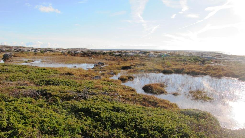 Beskrivelse av lokaliteten Variasjoner gjennom året.