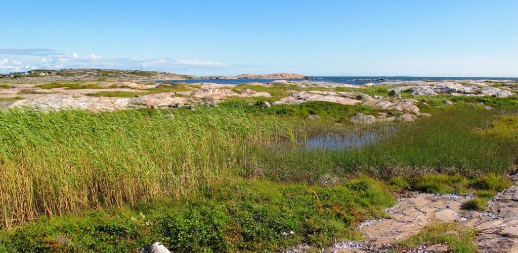 Vurdert ut fra ledningsevnen og kloridinnholdet er denne lokaliteten mer elektrolyttrikt enn de to forrige, og vannet er svakt brakt.