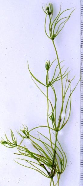 Tjernet har forekomst av en truet art, stinkkrans (Chara vulgaris), noe som gjør at lokaliteten blir en utvalgt naturtype (NMI).