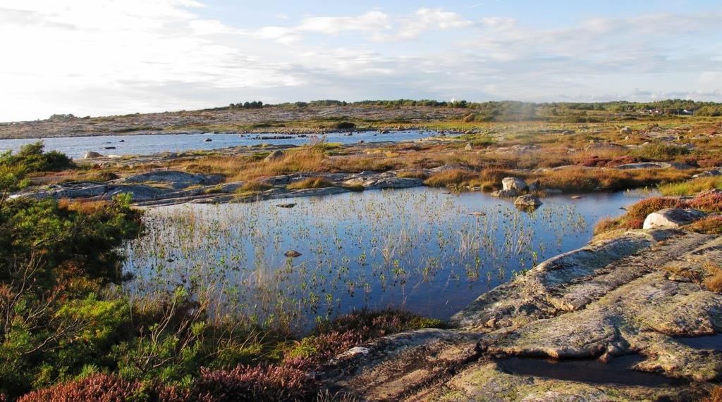 Figur 21. Lokaliteten fotografert mot vest den 1.9.2012. Innholdet domineres av nye skudd av bukkeblad.