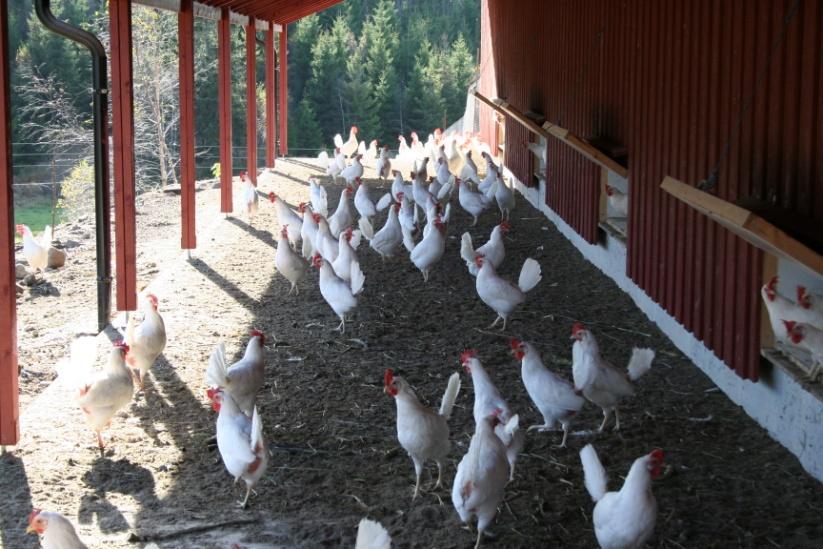 Fagtur til Nederland - økohøns Det blir 3-dagers fagtur til Nederland i februar for å besøke DeKalb, Jansen og to gårder med økologisk eggproduksjon. Det er 15 påmeldte og plass til noen flere.