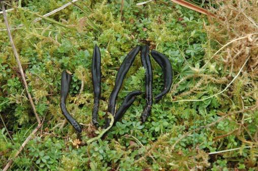 colemanniana)* VU Rødskivevokssopp (Hygrocybe quieta)* Russelærvokssopp (Hygrocybe russocoriacea) Vrangjordtunge (Thuemenidium