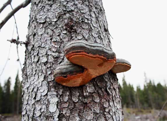 Norsk PEFC Skogstandard Felthefte 2017 NORSK