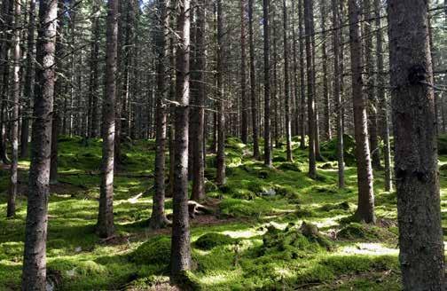 Hogstmoden granskog uten spesielle