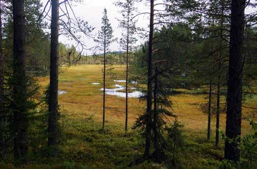 64 FELTHEFTE Mot myrer skal vegetasjonstypene og terrengform