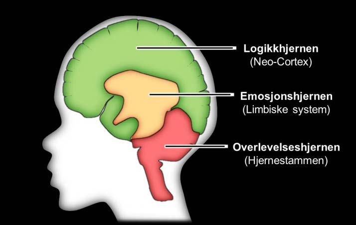 Hjernen organiseres og utvikles nedenfra og opp, fra den minst komplekse delen (hjernestammen), til de mest komplekse delene av hjernen (limbiske system og neo- cortex).