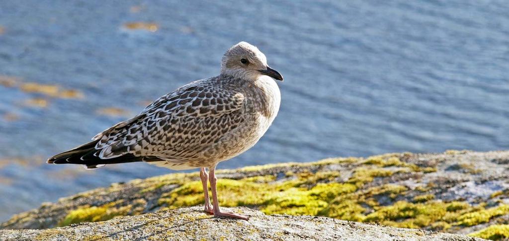 1 Innledning Prosjektet Arealrepresentativ overvåking av norske verneområder utføres av Norsk institutt for bioøkonomi 1 (NIBIO) på oppdrag fra Miljødirektoratet (MD).