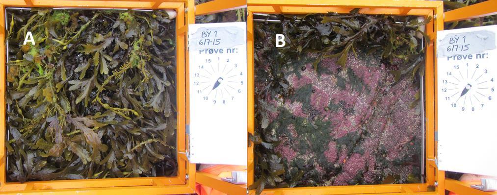 Område 2 Sletten og Raunefjorden P.nr: 88969 3.3.6 Fjæreundersøkelser Ruteanalyser I område 3 ble det i 2 foretatt ruteanalyser på de tre stasjonene By 1, By 2 og By 3 i Raunefjorden (Figur 3.3.1).