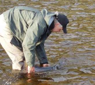 > 1/3 AV STORLAKSEN SETTES UT IGJEN I ALTAELVA År < 4 kg 4 kg 1997 25 (1 %) 110 (12 %) 1998 94 (8 %) 167 (20 %) 1999 177 (12 %) 163 (23 %) 2000 252 (10 %) 155 (19