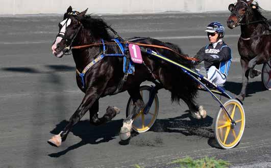 Raskeste hester rammen: Kaldblodshester.