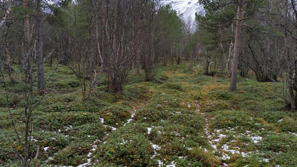 Figur 6: Skog- og lyngvegetasjon i beiteområdet Skibotndalen er et viktig vårbeite for Bessevuovdi/Helligskogen reinbeitedistrikt.