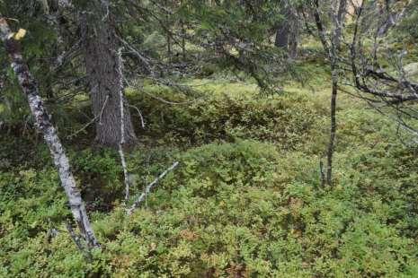 kullgroper. Disse ligger ca 150 m nord for jernvinneanlegg Id 100231. Terrenget er myr og skog. Kullgrop Id21876 ligger ca 50 m nordøst for kullgrop Id 100232-8.