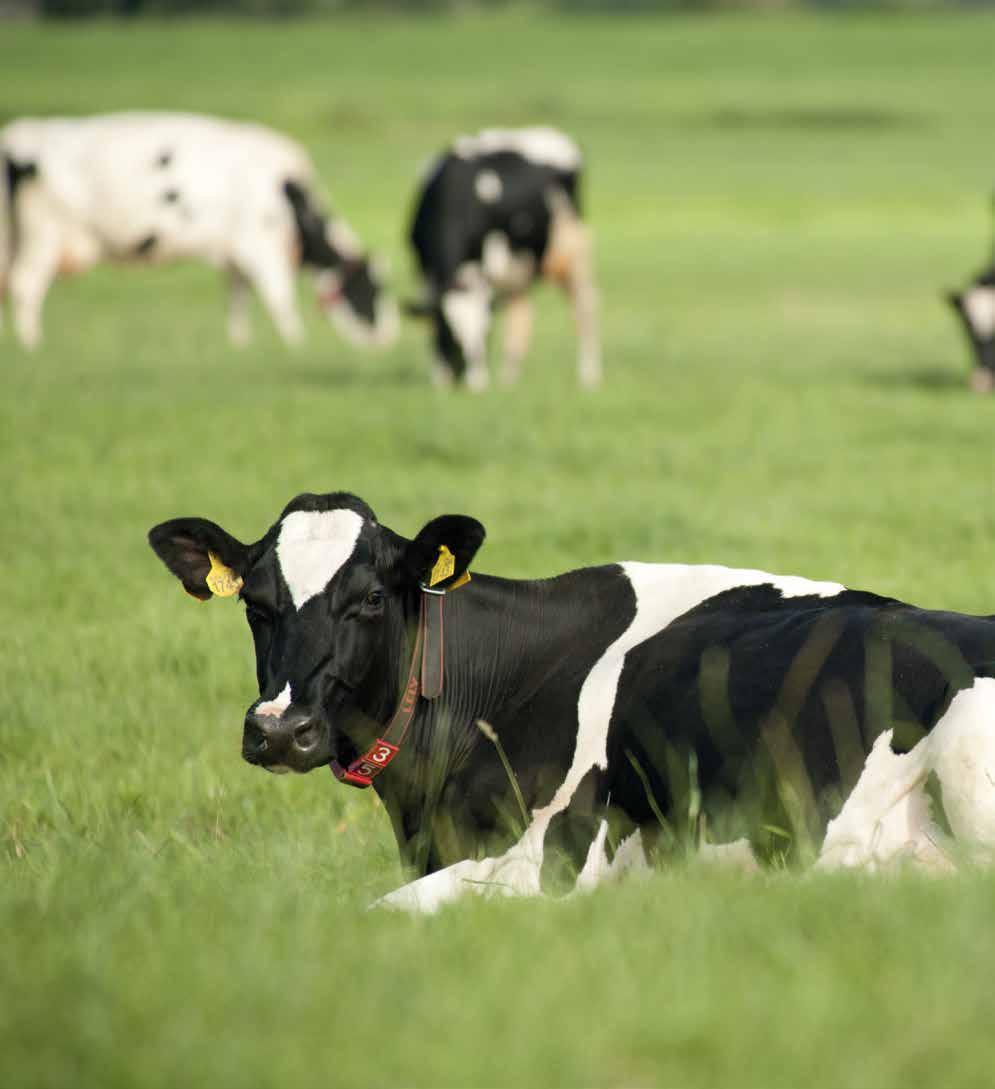 Fri kutrafikk Med fri kutrafikk avgjør kua når hun spiser, blir melket eller legger seg, og forbedrer dermed kuas velvære.
