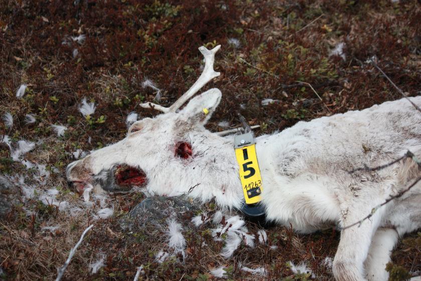 Rapport fra hendelsen er sendt til NINA, samt Veterinærinstituttet. Figur 7: Simle med klave nr 15 funnet i sommeren 2012. Foto: K. Ingdal Nr 9 ble skutt under jakta, og det ble konstatert kløvråte.