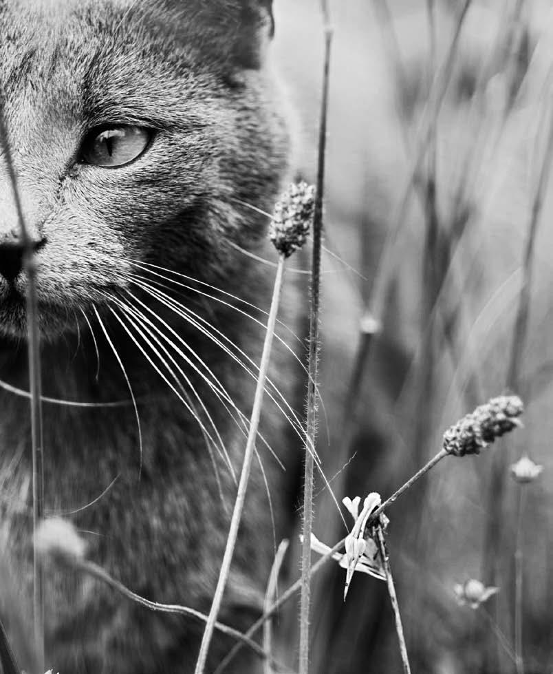 ACANA KATTEFÔR FØLGER NATURENS REGLER Din katt har spesifikke behov fra naturens side.