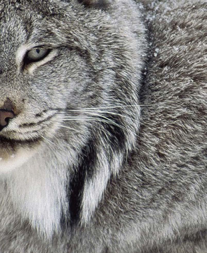 KJØTTBASERTE FÔR SOM SPEILER DIN KATTS EVOLUSJONÆRE KOSTHOLD Den afrikanske villkatten er stamfar og nærmeste slektning til alle tamkatter.