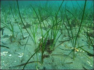 arter, for eksempel Gracilaria vermiculophylla, Saragassum multicum (Den Hartog 1997; Nyberg 2007).