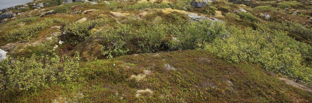 Midt i bildet ser man dalen som er kledd med bjørketrær og det lille tjernet som ligger på sørsiden av bergknausen.