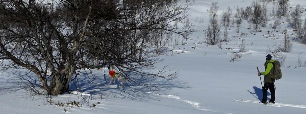 et fuglearbeid med kontrollert reis. Arja kommer ikke skikkelig med i dette slippet, er slått to ganger og må forlate konkurransen.