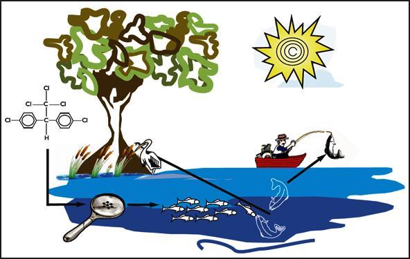 Miljøgifter lagrast i organismar [DDT] increase of 10 million times [DDT] in fish-eating birds= 25 ppm [DDT] in large fish= 2 ppm