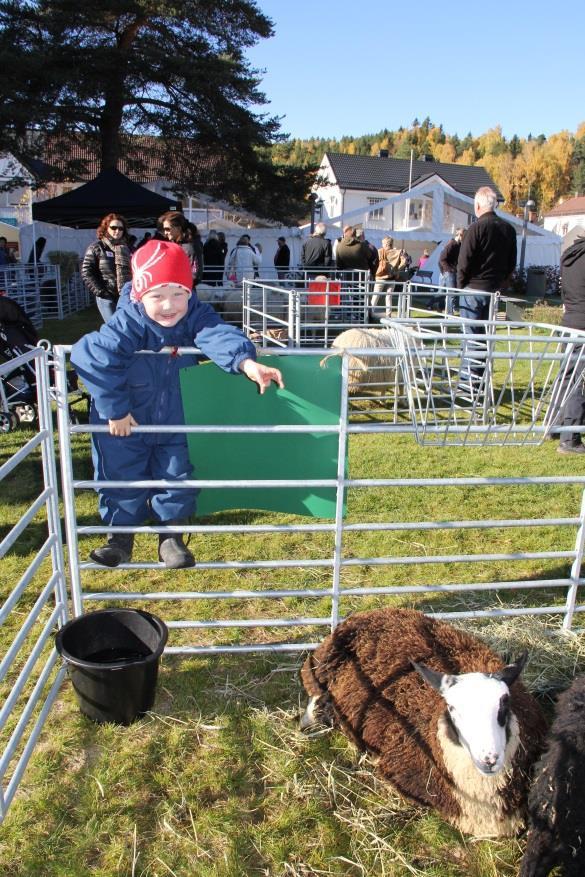 og kåringer av sau Demo av gjeterhund og saueklipping