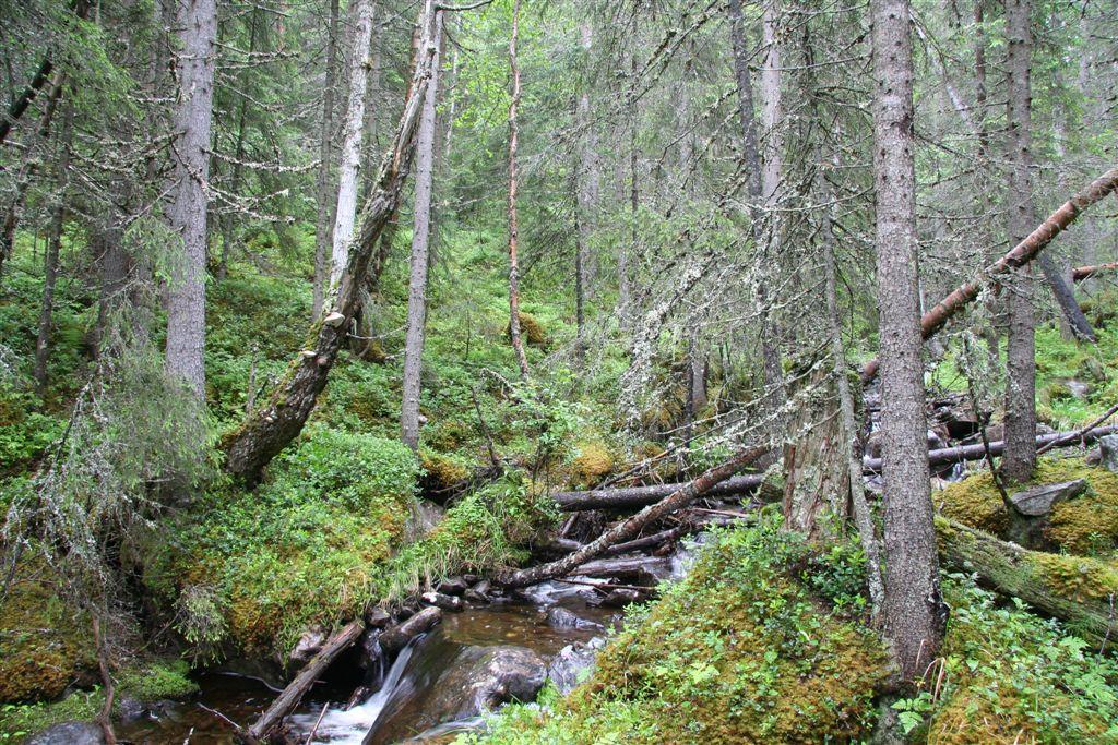 Haploporus odorus ble funnet på ei gammel selje