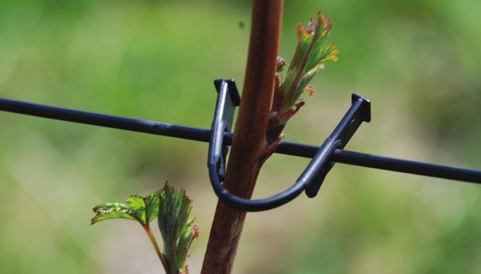 Grunnstammer Fra 2018 har Sagaplant AS tatt over alt