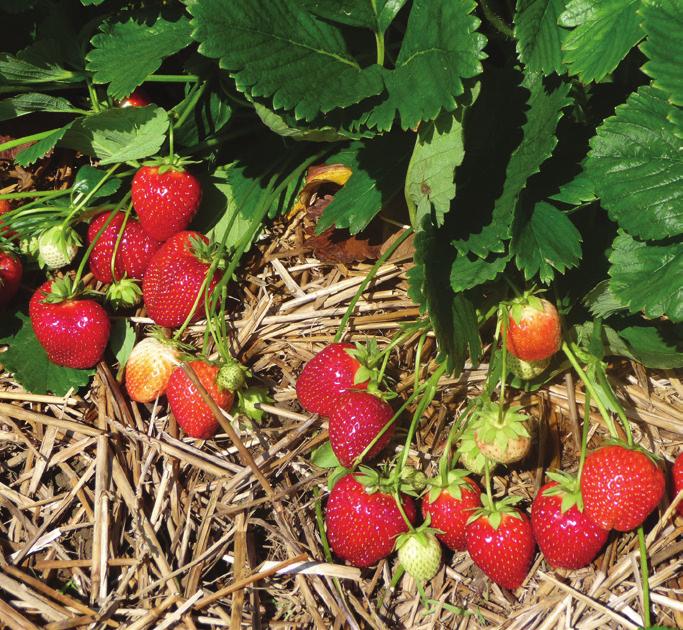 Sorter Jive til sommerproduksjon i tunnel Varmetolerant God holdbarhet Malwina til det riktig sene holdet God smak Kraftige planter Sterk mot sjukdommer Jive er en ny sen sort fra Fresh Forward.