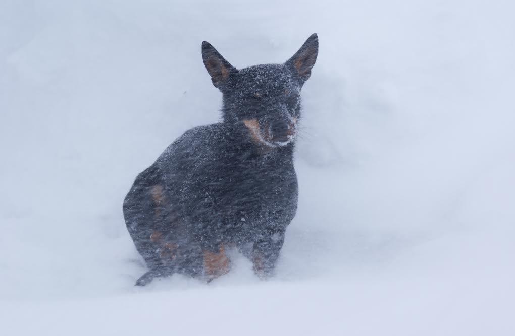 Nyttår er en prøvelse for mange hunder og hundeeiere. Fyrverkeri med blinkende lys, spraking og smell virker skremmende på mange hunder. Min Millie synes det er kjempeskummelt!