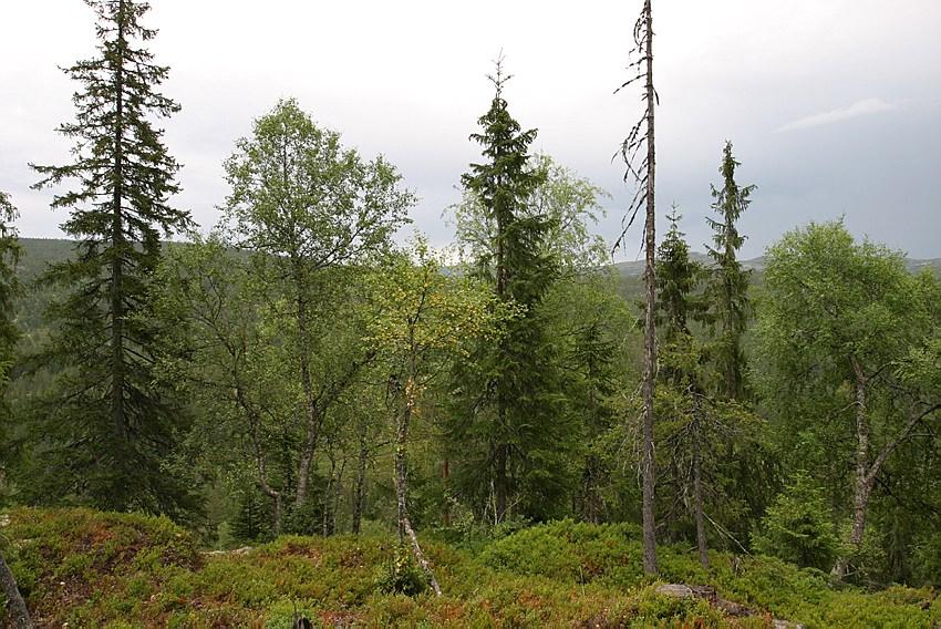 FORORD Norsk institutt for skog og landskap har på oppdrag fra Landbruks- og matdepartementet og Statens forurensningstilsyn gjennomført årlige kronetilstandsregistreringer av trær på faste flater i