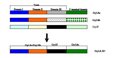 Den genmodifiserte maislinjen MON 89034 uttrykker insektsresistens. Bakgrunnen for insektsresistensen er at planten uttrykker bakterieproteinet Cry2Ab2, samt en variant av Cry1Aproteinet (Cry1A.105).