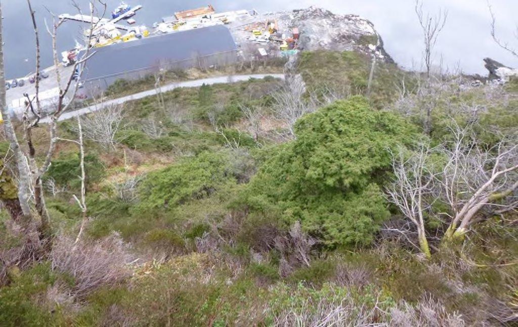 Figur 13: Foto tatt fra ryggen øst for tomt 112/10. Viser typisk vegetasjon. Figur 14: Foto som viser del av nordøstre bergskråning i skåla.