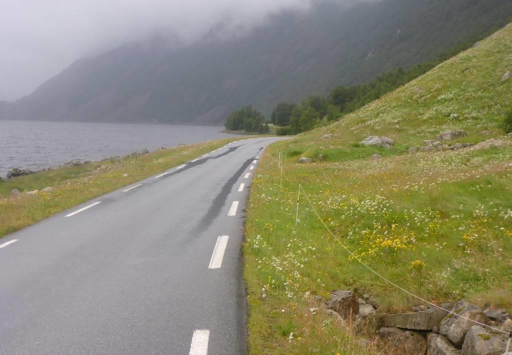 Artsrike vegkanter i Høgsfjord R A