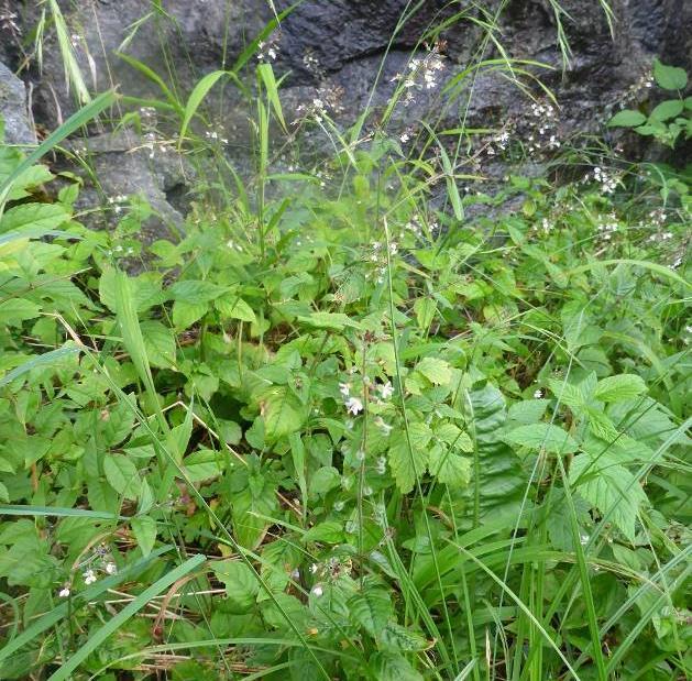 DE ENKELTE LOKALITETENE Nedenfor er hver lokalitet med avgrenset artsrik vegkant i driftskontraktsområdet 1102 Høgsfjord beskrevet. Nummereringen av naturtypene tilsvarer den i NVDB.