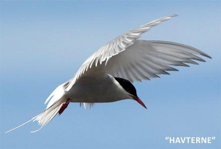 Den artiske ternen, er en liten sjøfugl som avler på Grønland. Den flyr hvert år frem og tilbake mellom Arktis og Antarktis. Dermed reiser gjennomsnittlig den 71.000 km i året.