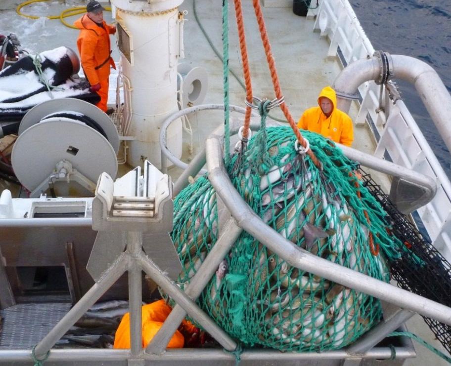 På denne turen ble hovedfangsten (torsk) bedøvd og bløgget om bord og levert til Sommarøy Produksjonsanlegg AS for sløying og hodekapping der. Hyse ble levert sløyd med hode.