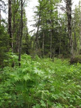 Høgstaudebjørke-skog (med kilde-skogsmark) 25.06.