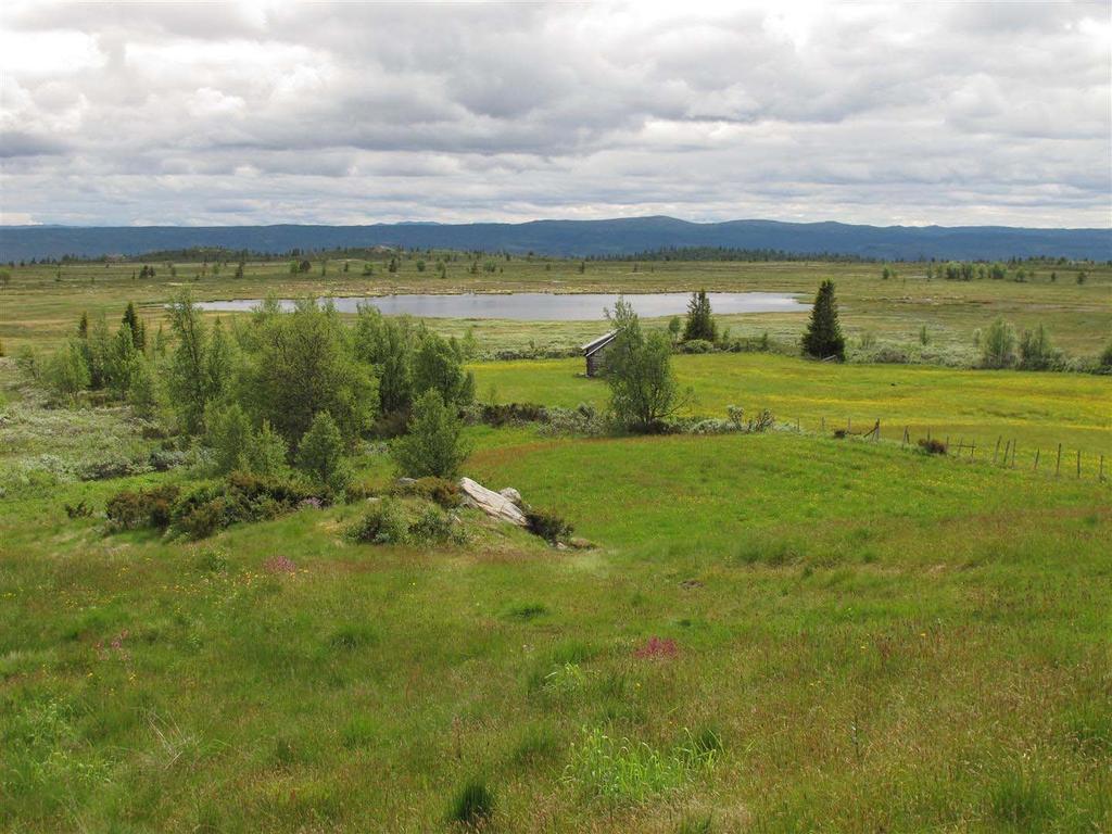 Lok. nr 4 Flæin Viktig B Viltområde Beskrivelse Innledning: Lokaliteten er befart av Rune Solvang 25.06.2011 i forbindelse med konsekvensvurdering ved utbygging av hyttefelt i Syningen-området.