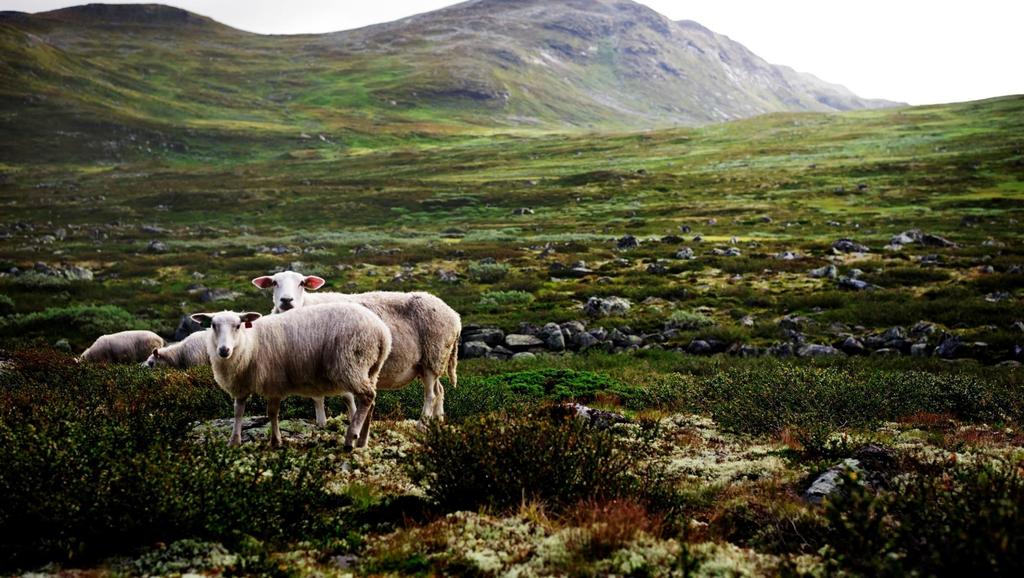 Opprinnelseslam- Mange unike pr