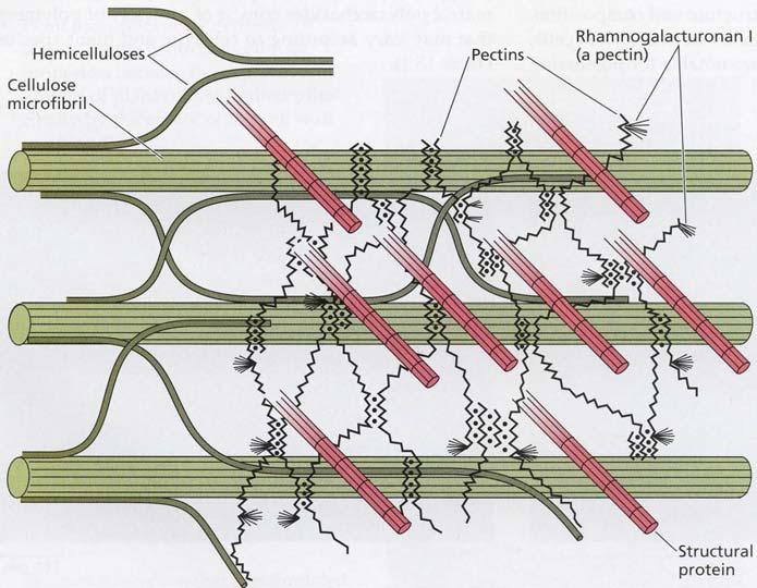 3 Innledning 3.1 Plantens cellevegg Figur 3.1 Skjematisk tegning av celleveggens hovedkomponenter (Taiz and Zeiger 2006).