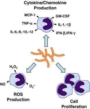 Figur 3.5 Makrofagaktivering ved hjelp av plantepolysakkarider (Schepetkin and Quinn 2005). 3.2.3 Komplementsystemet Komplementsystemet spiller en viktig rolle i den humane immunresponsen.