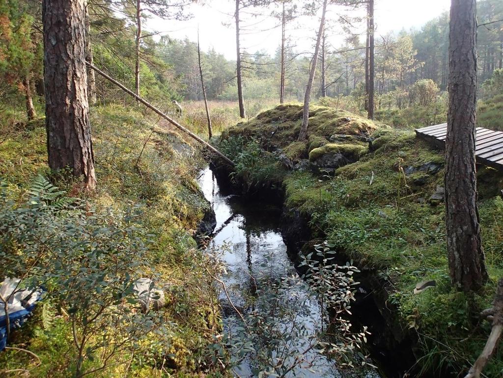 STASJON 2 Botnen var fast og elva relativt grunn. Sidan botnen var mørk og mykje grodd, var her vanskelege observasjonstilhøve. Observasjonstilhøva var mykje betre i 2003.