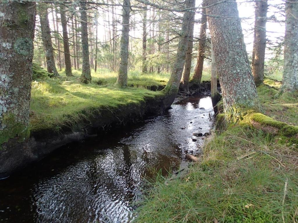 STASJON 6 Denne stasjonen var svært grunn, og relativt brei. Substratet her består av sand innblanda litt organisk materiale. Her vart talt 18 levande og 60 tomme skal på eit areal på 21,8 m 2.