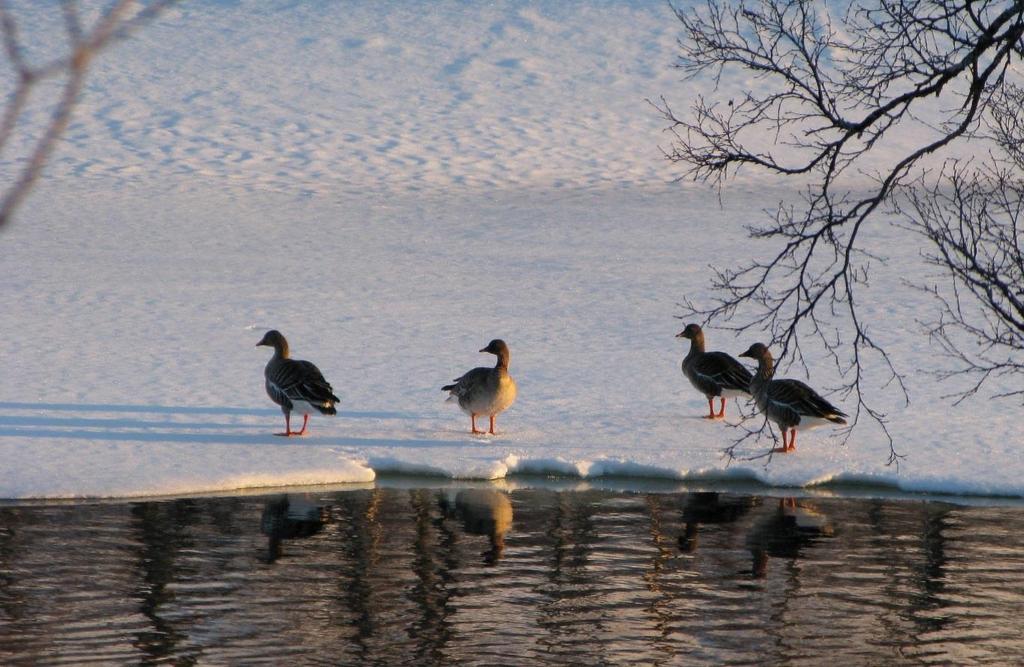 Figur. 1. Rastende sædgjess på vårrasteplassen ved Hudningselva i Røyrvik tidlig i mai.