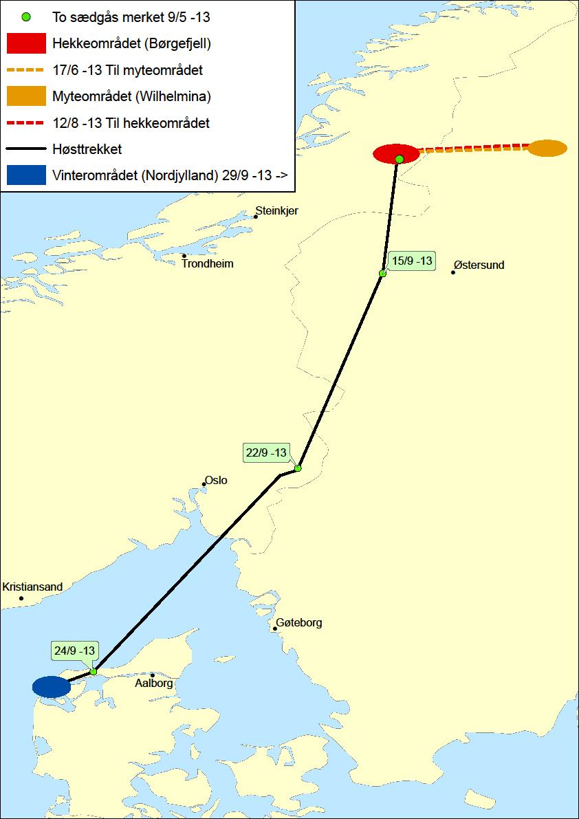 Figur 7. Hekkeområdet, myteområdet, trekkruter og overvintringsområdet for bestanden av sædgjess i Røyrvik. De parene som gjennomfører vellykket hekking myter i hekkeområdet.