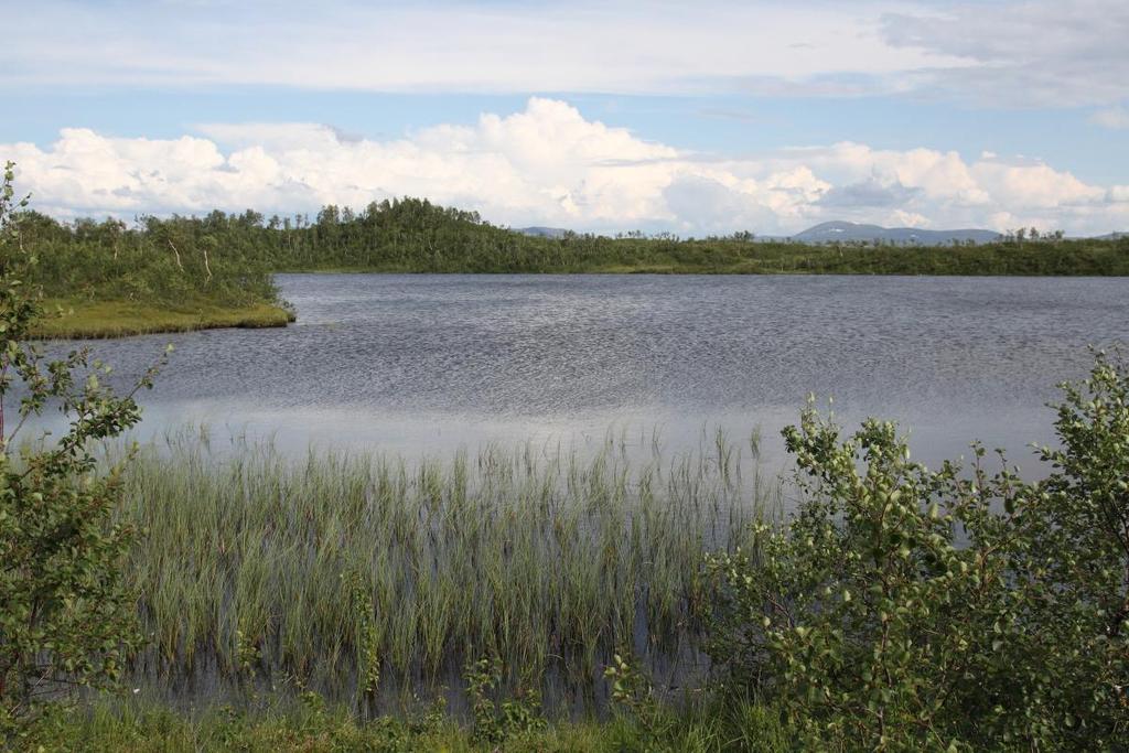 4.3. Registreringer i hekkeområdet På bakgrunn av data fra satellittsenderne ble det identifisert et hekkeområde i den nordlige delen av Røyrvik kommune. Hekkeområdet ligger 500 600 moh.