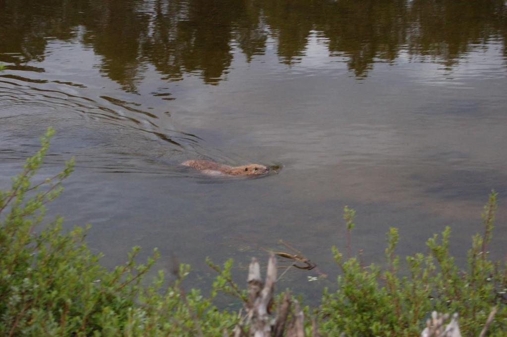 2017-2021 LANDBRUKSKONTORET HSA HØRINGSFORSLAG KOMMUNALE MÅLSETNINGER FOR BEVER I SPYDEBERG