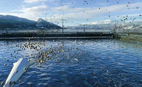 OVERVAKING AV FISKEFÔR Resultata frå overvakinga av fiskefôr i rapport for 2016 viser at norsk fiskefôr er trygg mat for fisken.