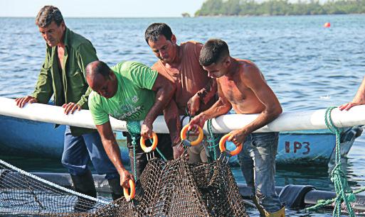 MARINT OPPDRETT AV COBIA PÅ CUBA Første runde med produksjon av arten cobia på Cuba er no avslutta. Fisken er seld til hotell på Cuba og han vart servert der.
